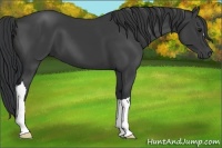 Horse Color:Black 