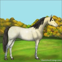 Horse Color:Buckskin Ice 