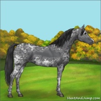 Horse Color:Black Ice 