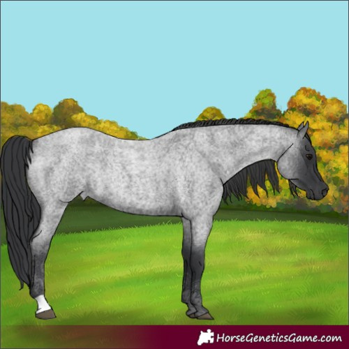 Horse Color:Blue Roan 