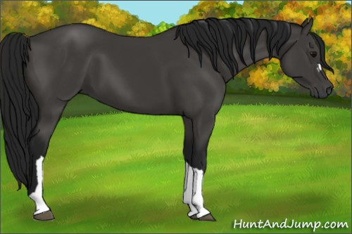Horse Color:Gray Black 