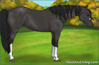 Horse Color:Gray Black 