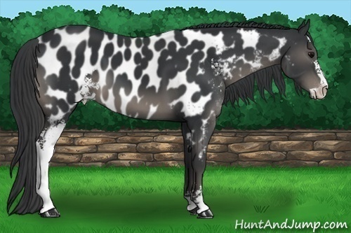 Horse Color:Black Sabino Near Leopard 