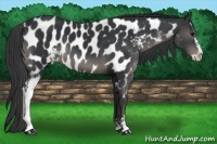 Horse Color:Black Sabino Near Leopard 