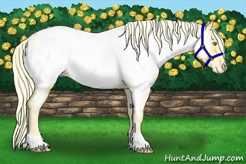 Horse Color:Palomino Appaloosa