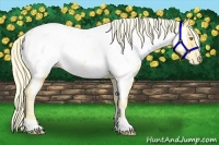 Horse Color:Palomino Appaloosa