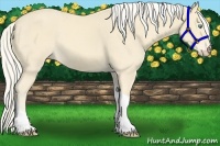 Horse Color:Cremello Tobiano