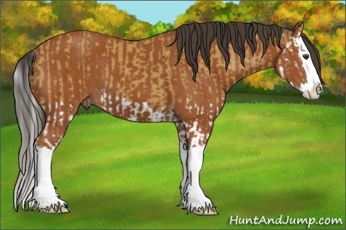 Horse Color:Buckskin Splash  and Bay Splash 