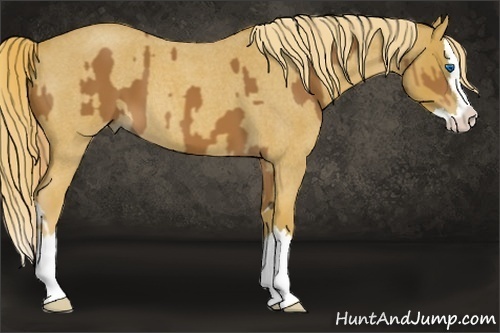 Horse Color:Chestnut Splash  and Red Roan Splash 