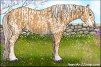 Horse Color:Palomino Appaloosa and Palomino