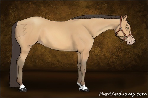 Horse Color:Amber Champagne