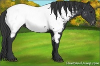 Horse Color:Black Appaloosa
