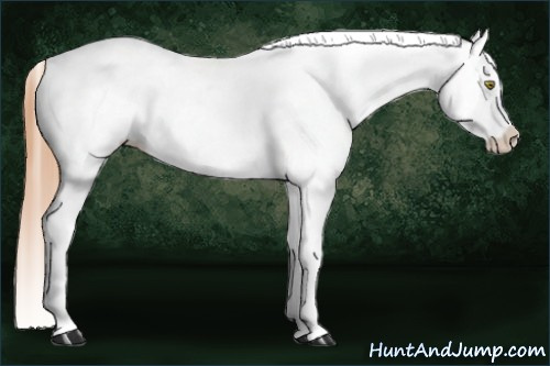 Horse Color:Gold Champagne Appaloosa