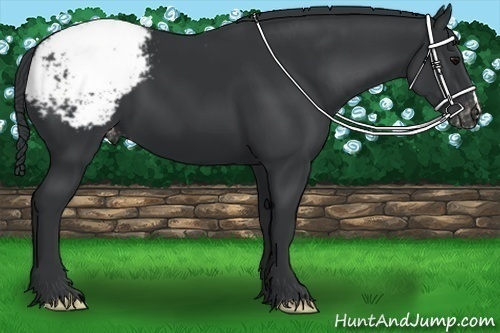 Horse Color:Black Appaloosa 