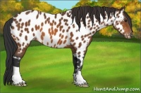 Horse Color:Bay Appaloosa