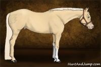 Horse Color:Gold Cream Champagne 