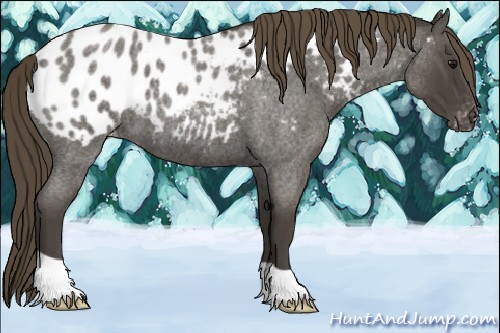 Horse Color:Smoky Blue Roan Appaloosa 