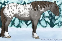 Horse Color:Smoky Blue Roan Appaloosa 