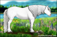 Horse Color:Palomino Appaloosa and Palomino Appaloosa