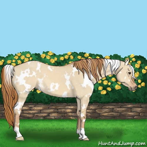 Horse Color:White Spotted Red Dun