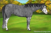 Horse Color:Blue Roan Sabino Splash and Blue Roan Sabino Splash