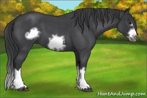Horse Color:Blue Roan Sabino Splash  and Blue Roan Sabino Splash Frame 