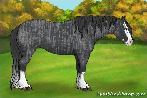 Horse Color:Blue Roan Sabino Splash  and Blue Roan Sabino Splash 