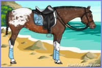 Horse Color:Bay Tobiano Appaloosa