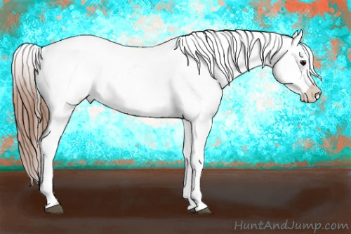 Horse Color:White Spotted Bay Appaloosa 