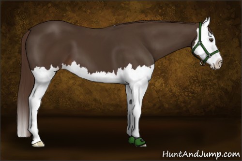 Horse Color:Liver Chestnut Splash 
