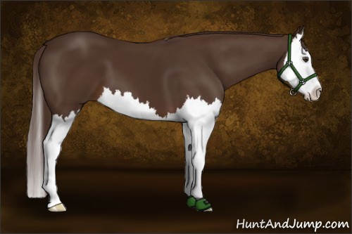 Horse Color:Liver Chestnut Splash 