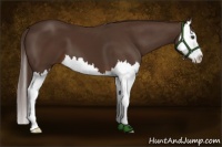 Horse Color:Liver Chestnut Splash 