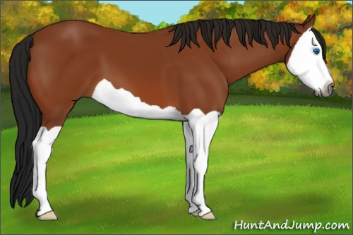 Horse Color:Gray Bay Splash 