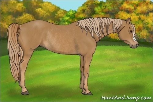 Horse Color:Chestnut Rabicano 