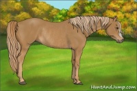 Horse Color:Chestnut Rabicano 