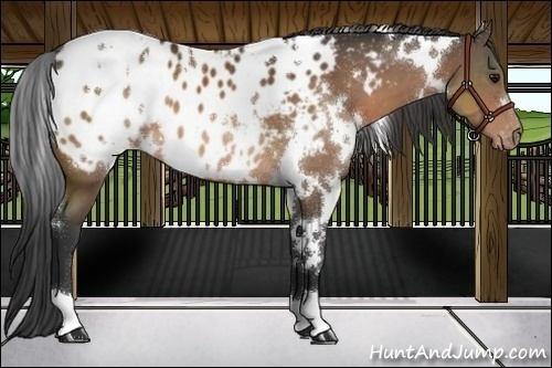 Horse Color:White Spotted Bay Appaloosa 