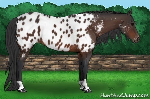 Horse Color:Bay Blanket 