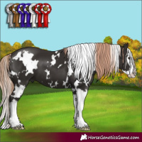 Horse Color:White Spotted Liver Chestnut Splash 