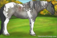 Horse Color:Grullo Tobiano