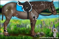 Horse Color:White Spotted Liver Chestnut