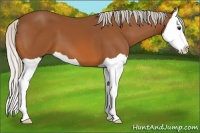 Horse Color:Silver Bay Splash 