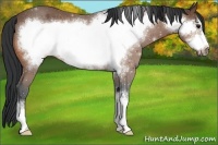 Horse Color:Bay Frame 