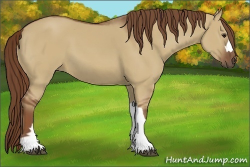 Horse Color:Unknown 