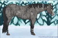 Horse Color:Blue Roan Sabino Splash and Grullo Roan Sabino Splash