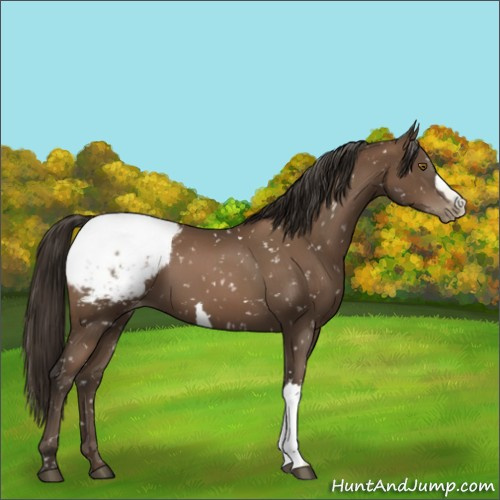 Horse Color:Gray Black Pearl Appaloosa