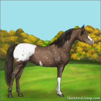 Horse Color:Gray Black Pearl Appaloosa