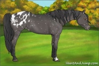 Horse Color:Black Appaloosa 