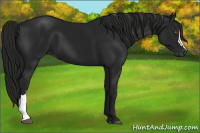 Horse Color:Gray Black
