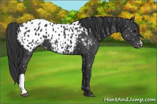 Horse Color:Black Appaloosa 