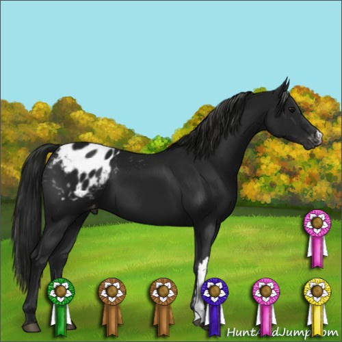 Horse Color:Gray Black Appaloosa 